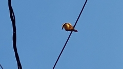 Pitangus sulphuratus