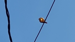 Pitangus sulphuratus