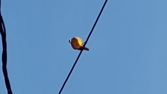 Pitangus sulphuratus