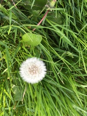 Taraxacum