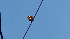 Pitangus sulphuratus