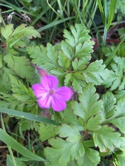 Geranium robertianum