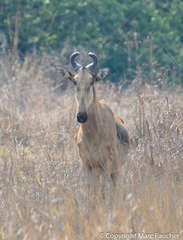 Alcelaphus buselaphus lichtensteinii