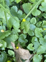 Ficaria verna