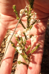Erica spectabilis