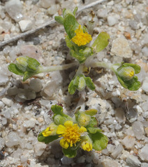 Eriophyllum multicaule