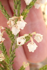 Erica spectabilis