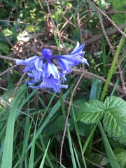Hyacinthoides non-scripta