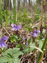 Viola uliginosa