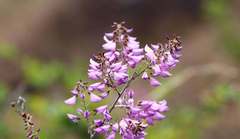 Campylotropis polyantha