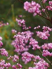 Campylotropis polyantha