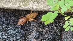 Neoscapteriscus abbreviatus