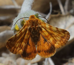 Xanthothrix neumoegeni