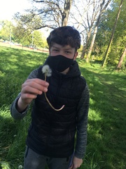 Taraxacum officinale