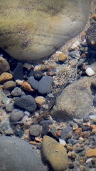 Pomatoschistus microps