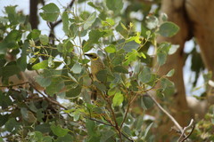 Ptilotula plumula