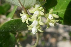 Cynanchum natalitium