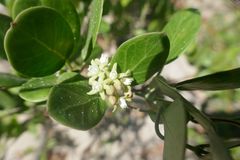 Cynanchum natalitium