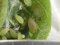 Aphis spiraecola
