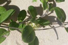 Cynanchum natalitium