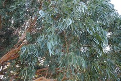 Eucalyptus nitens