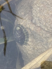 Sypharochiton pelliserpentis