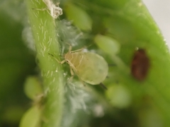 Aphis spiraecola