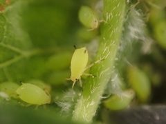 Aphis spiraecola