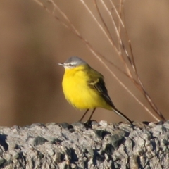 Motacilla flava beema