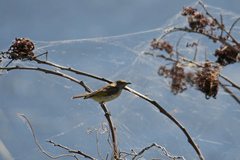 Conopophila rufogularis