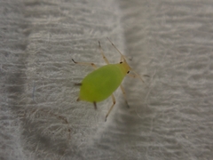 Aphis spiraecola