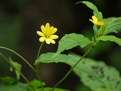 Wedelia urticaefolia