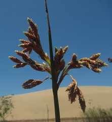 Schoenoplectus scirpoides