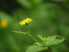 Wedelia urticaefolia