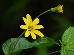 Wedelia urticaefolia