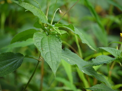 Wedelia urticaefolia
