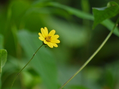 Wedelia urticaefolia