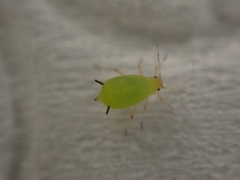 Aphis spiraecola