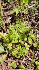 Ranunculus parviflorus