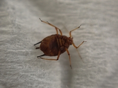Aphis spiraecola