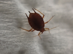 Aphis spiraecola