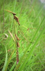Hemiempusa capensis