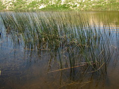 Schoenoplectus scirpoides