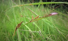 Hemiempusa capensis