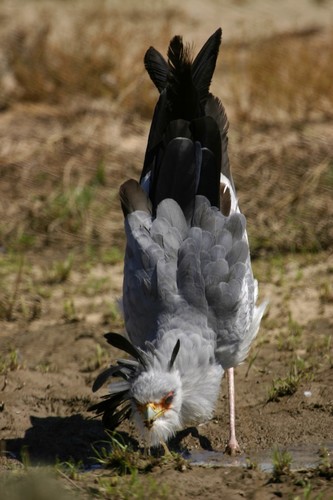 Secretarybird