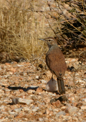 Certhilauda subcoronata