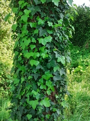 Hedera helix