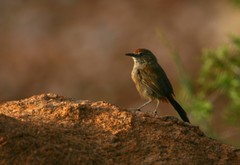 Euryptila subcinnamomea