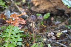 Laccaria masoniae