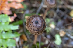 Laccaria masoniae